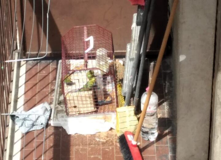Cocorite chiuse sotto il sole in un trasportino da gatto: l’intervento a Valenza delle Guardie Zoofile Gepa