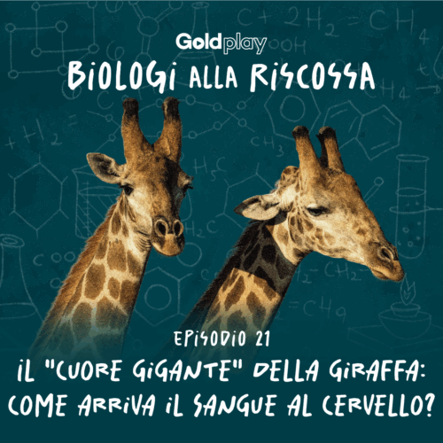 Il “cuore gigante” della giraffa: come arriva il sangue al cervello? – Biologi alla Riscossa #21