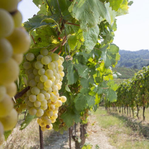 Torna Di Gavi in Gavi: il 28 giugno l’inaugurazione del festival diffuso tra le cantine del grande bianco del Piemonte