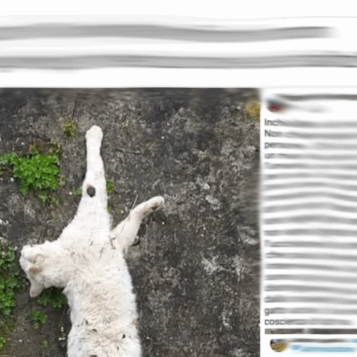 Orrore a Stazzano: gatto inchiodato al muro dell’oratorio