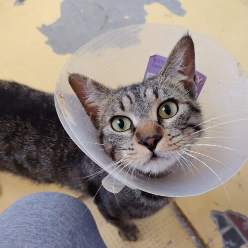 Chi ha smarrito questo gatto? Ritrovato in piazza Gambarina, ora è al Gattile Sanitario