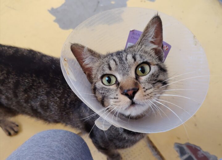 Chi ha smarrito questo gatto? Ritrovato in piazza Gambarina, ora è al Gattile Sanitario