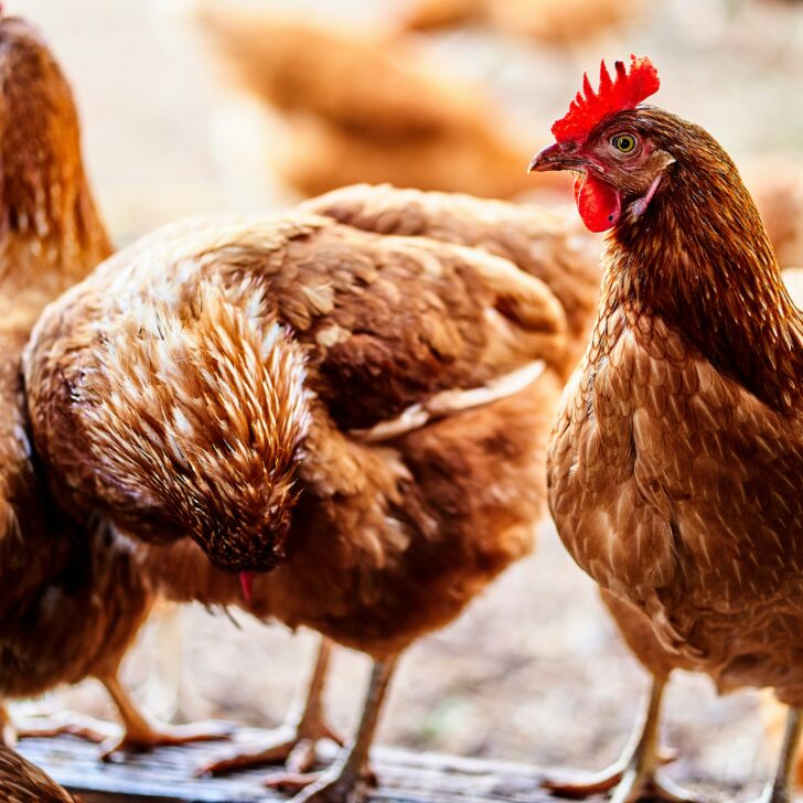 Nel Vercellese anche Slow Food contro il maxi allevamento di galline