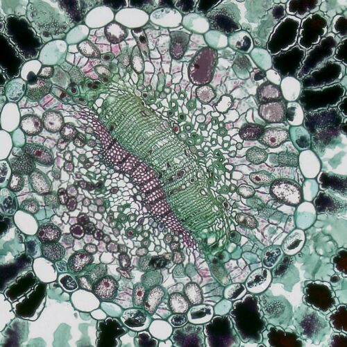Pfas, nel progetto Scenarios l’esperimento sulle cellule umane: “Effetti non trascurabili”