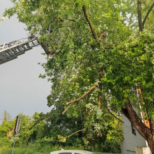 Maltempo, si stacca un grosso ramo in via della Chiatta ad Alessandria: nessun danno all’auto vicino all’albero
