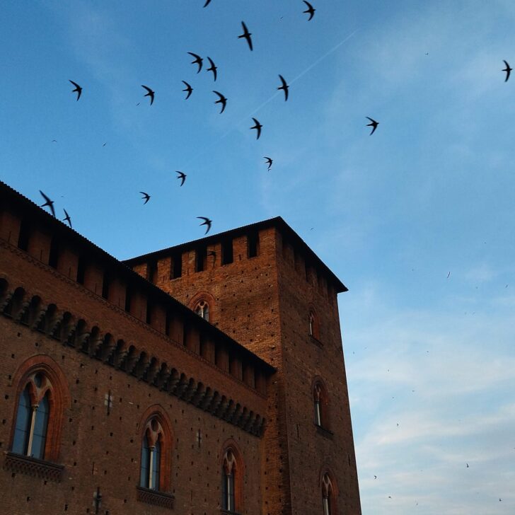 A Pavia si cammina col naso all’insù: domenica la passeggiata per ammirare i rondoni