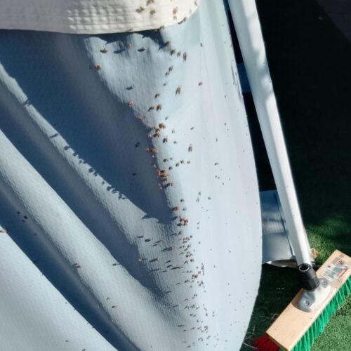 Invasione di insetti in alcune zone di Litta Parodi. I cittadini: “Siamo prigionieri in casa”