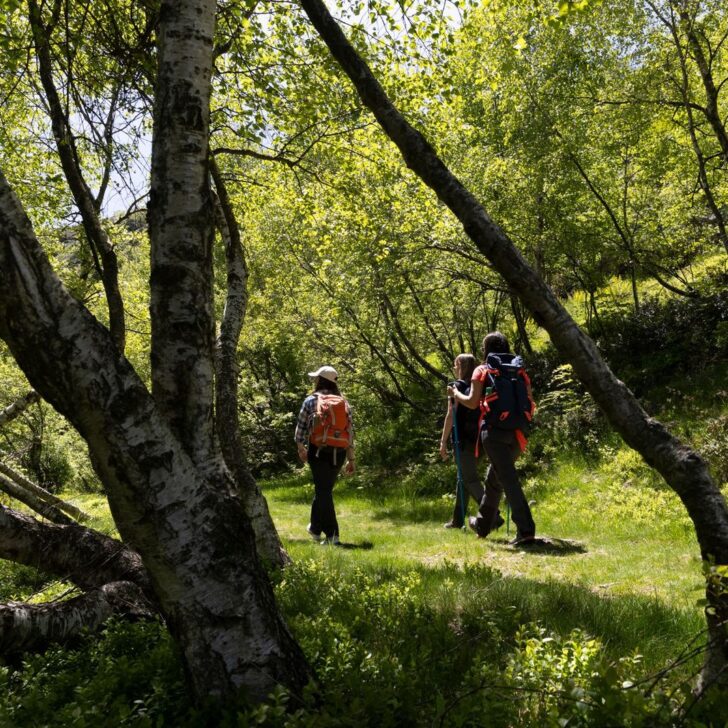 A Trivero “Il Cammino di Ermenegildo”, un trekking ad anello nel cuore dell’Oasi Zegna