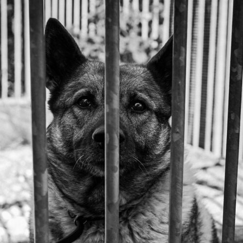 Zoomafia, crollano i reati contro gli animali ad Alessandria. In Piemonte preoccupa l’aumento di indagati