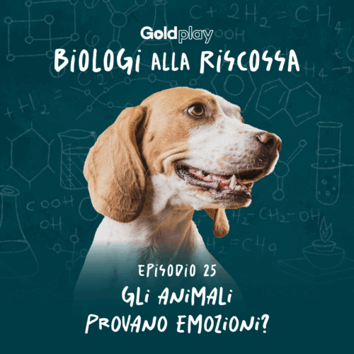Gli animali provano emozioni? La scienza risponde (e sorprende)