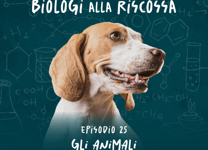 Gli animali provano emozioni? La scienza risponde (e sorprende)