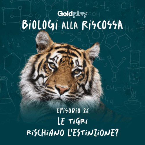 Tigri a rischio estinzione: cosa sta succedendo?