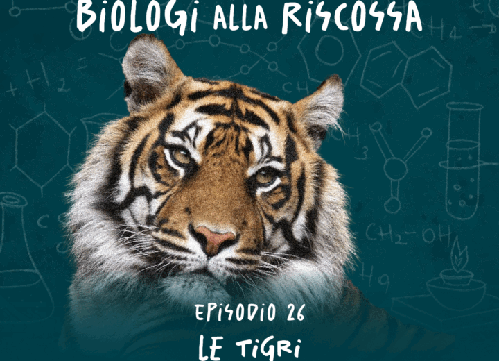 Tigri a rischio estinzione: cosa sta succedendo?