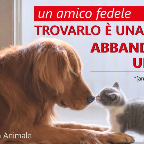 Il Comune di Alessandria contro l’abbandono degli animali: “Un reato”