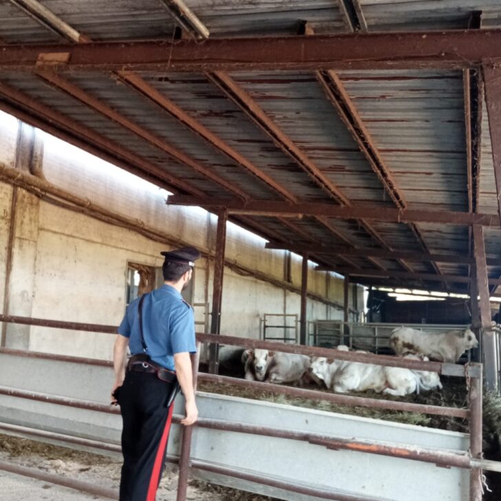 Caricato da un bovino nell’allevamento: grave imprenditore agricolo a Vignale