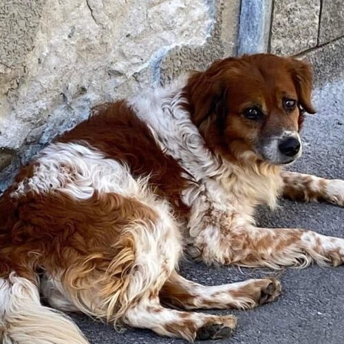 Viguzzolo perde il “cane di tutti”, investito nella notte. Parte la petizione per fare una statua
