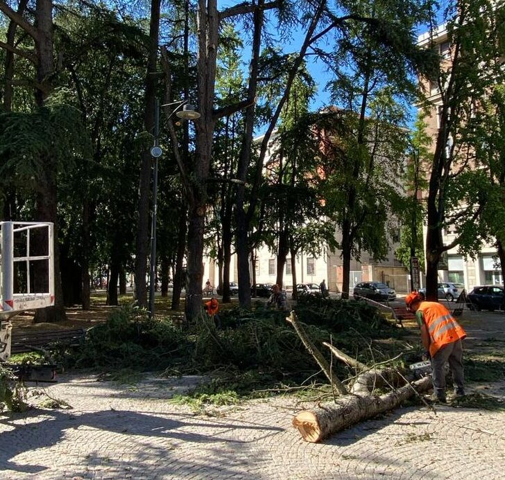 Cedro pericolante ai giardini pubblici: area messa in sicurezza. Albero definitivamente rimosso lunedì