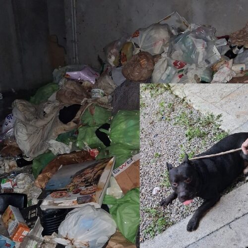 Un uomo e il suo cane trovati tra rifiuti e sporcizia: l’intervento di Oipa Alessandria