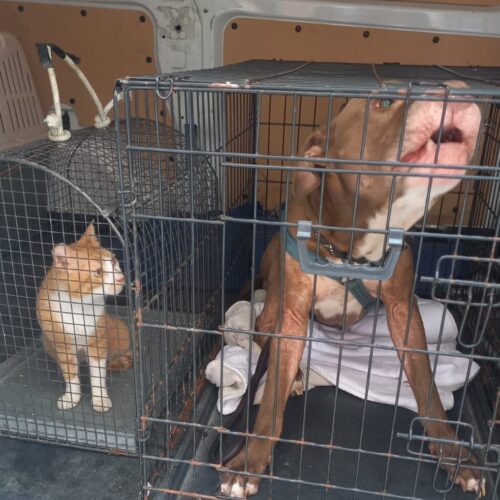 Cane e gatto abbandonati e malnutriti a Casale: l’intervento delle Guardie Zoofile Gepa