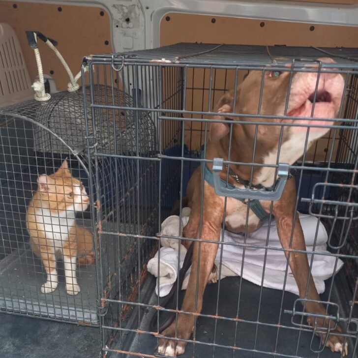 Cane e gatto abbandonati e malnutriti a Casale: l’intervento delle Guardie Zoofile Gepa