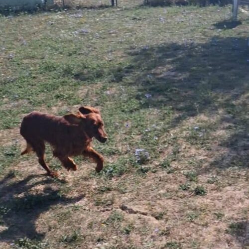 Rubato Amy, il cane setter di un alessandrino. L’appello dell’associazione Oipa: “È malato”