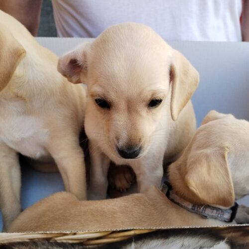 Abbandonati quattro cagnolini ad Alessandria: uno era in un cassonetto