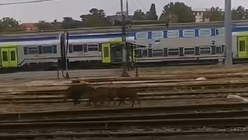 Cinghiali nel deposito ferroviario di Alessandria: allertata la polizia venatoria e la Polfer