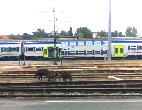 Cinghiali passeggiano tra i binari del deposito ferroviario