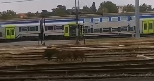 Cinghiali nel deposito ferroviario di Alessandria: allertata la polizia venatoria e la Polfer