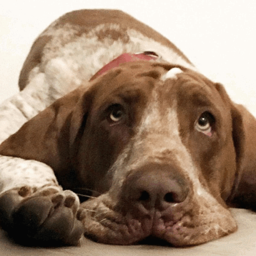 Le nuove uscite in libreria: dal “Gioco della storia” a “Dog is love”