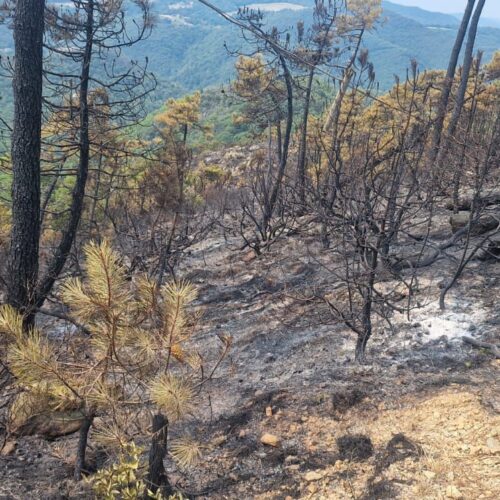 Quasi ultimate le operazioni di spegnimento dell’incendio boschivo a Belforte