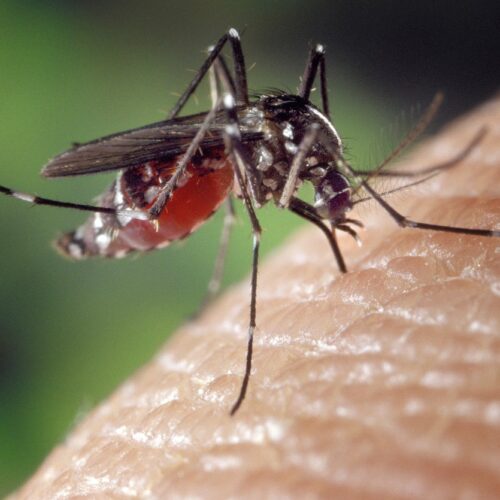 West Nile Virus: “No allarmismi, casi gravi sono meno dell’1%”. I sintomi e i consigli da seguire