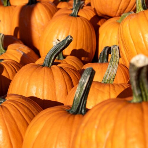 A Castelletto Monferrato la Sagra della Zucca dal 29 al 31 agosto
