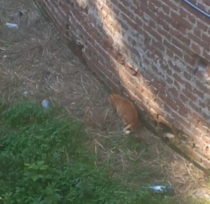 Da una settimana nel fossato a Casale: gatto recuperato sano e salvo