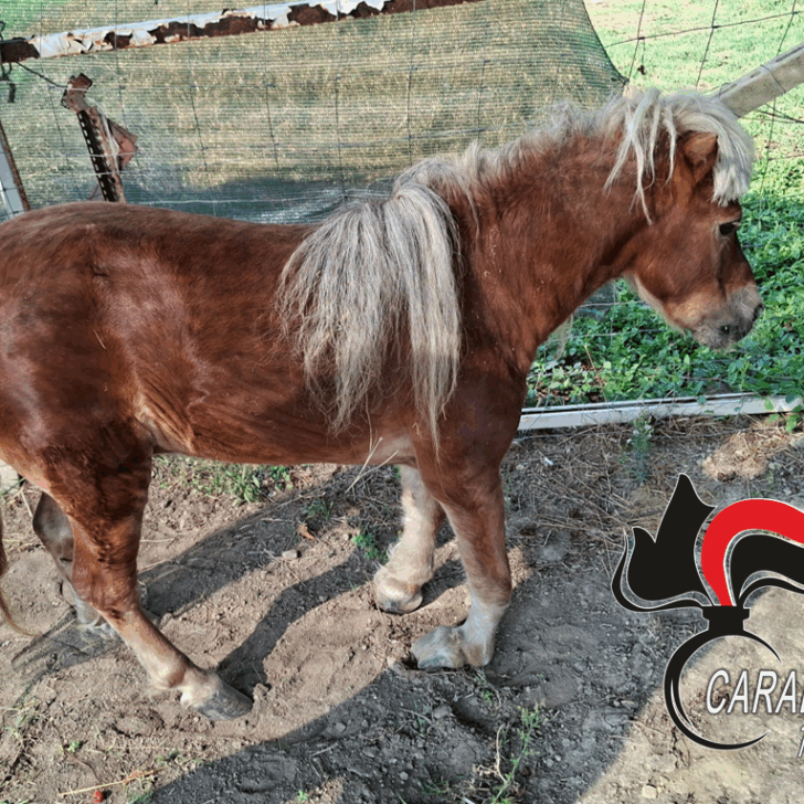 Trascurato nonostante le precarie condizioni: pony salvato da Enpa e Carabinieri