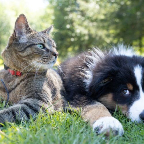 A Voghera nuovo regolamento per il benessere degli animali: arriva il Garante dei Diritti