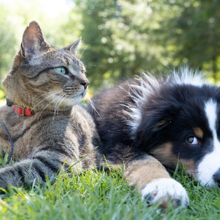 A Voghera nuovo regolamento per il benessere degli animali: arriva il Garante dei Diritti