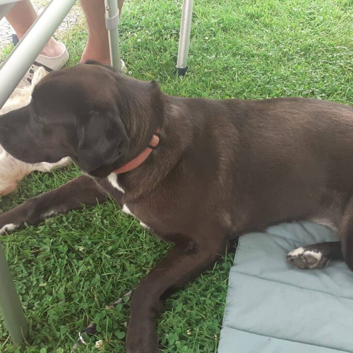 Ancora disperso il cane della turista travolta dalla piena del torrente Valla: l’appello della famiglia
