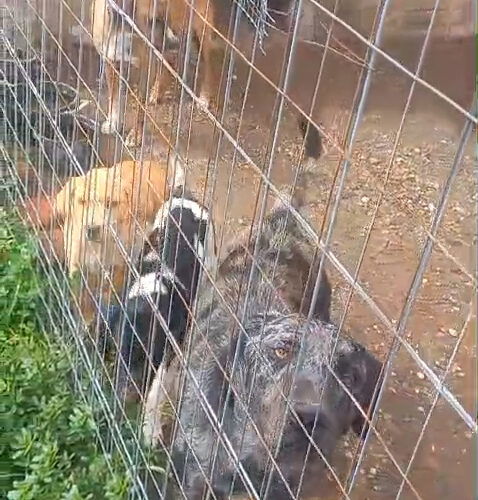 Sequestrati cinque cani nelle campagne di Casale, trovati tra escrementi e fango