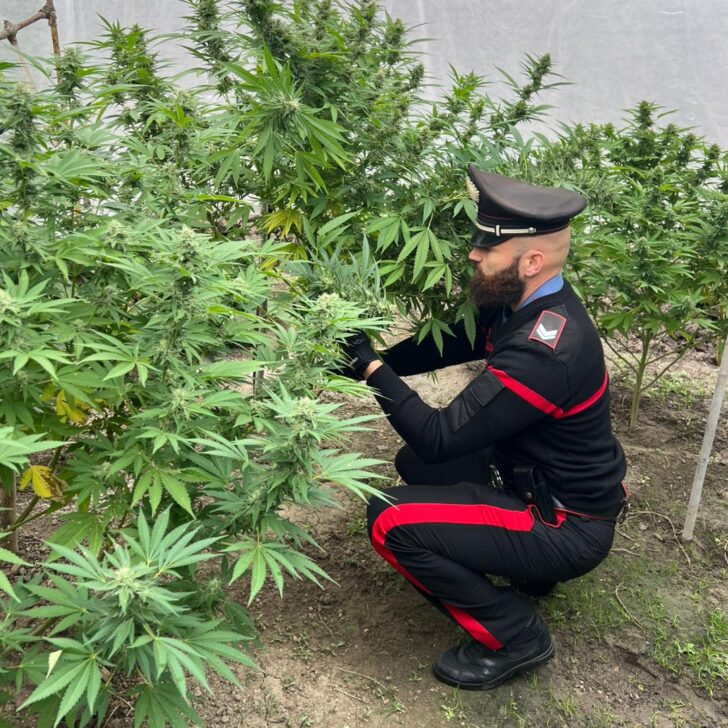 Otto piante di marijuana in casa a Barbianello alte più di un metro e mezzo: denunciato