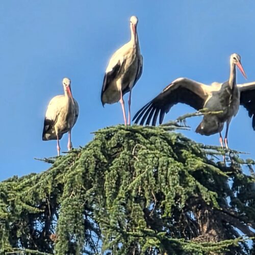 Alcune cicogne fanno tappa ad Alessandria sui pini dell’area verde di Amag Ambiente