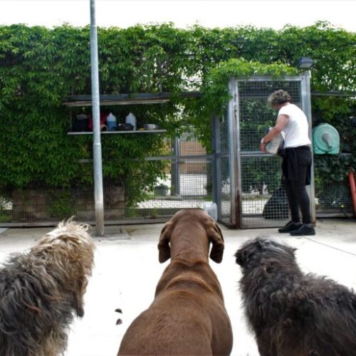 Voghera rinnova fino al 2040 la convenzione con l’ENPA per il canile comunale