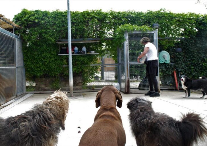 Voghera rinnova fino al 2040 la convenzione con l’ENPA per il canile comunale