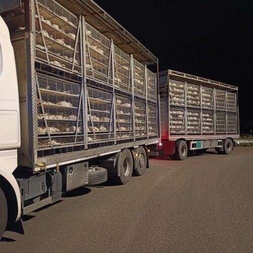 Trasporto animali vivi: due autisti sanzionati per irregolarità