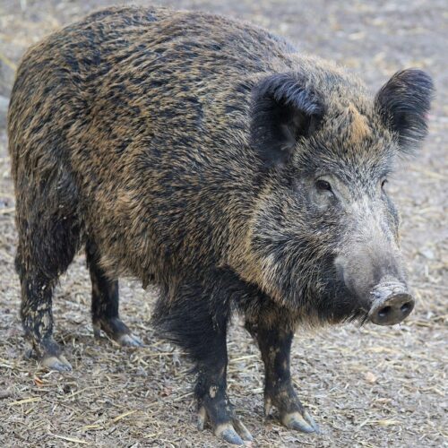 Peste suina: dal 21 settembre sì alla caccia al cinghiale nelle province di Torino, Novara, Biella e Vercelli