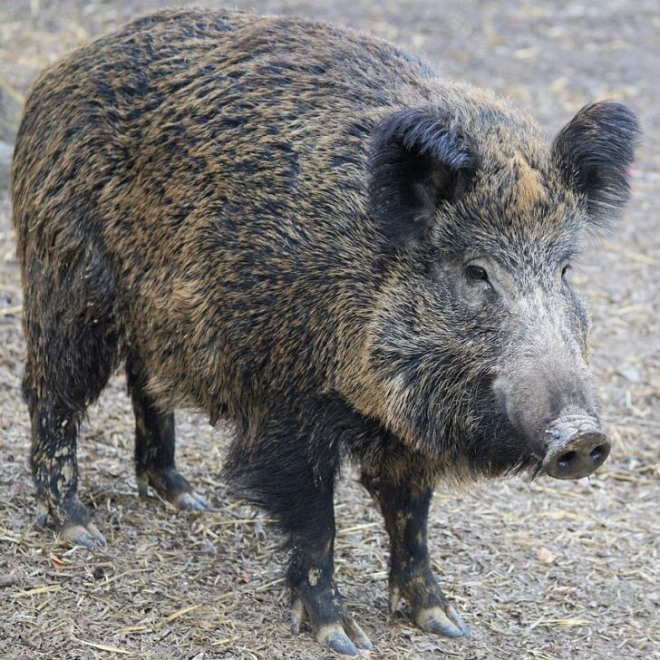 Peste suina: dal 21 settembre sì alla caccia al cinghiale nelle province di Torino, Novara, Biella e Vercelli