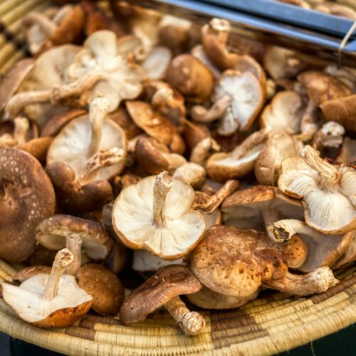 Da inizio settembre già 23 interventi per incidenti a cercatori di funghi. Come evitarli