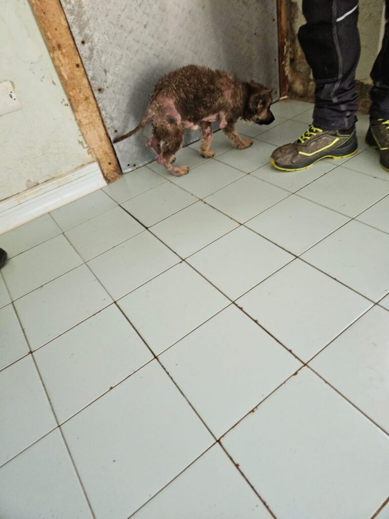 Maltrattamenti cane gabiano