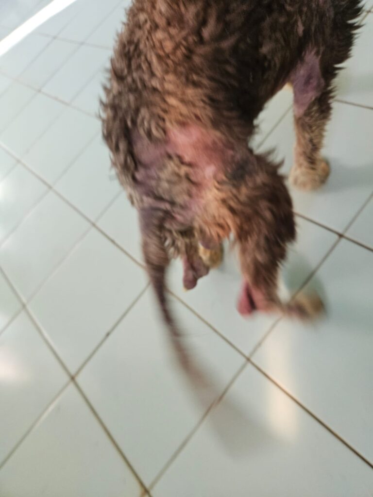 Maltrattamenti cane gabiano