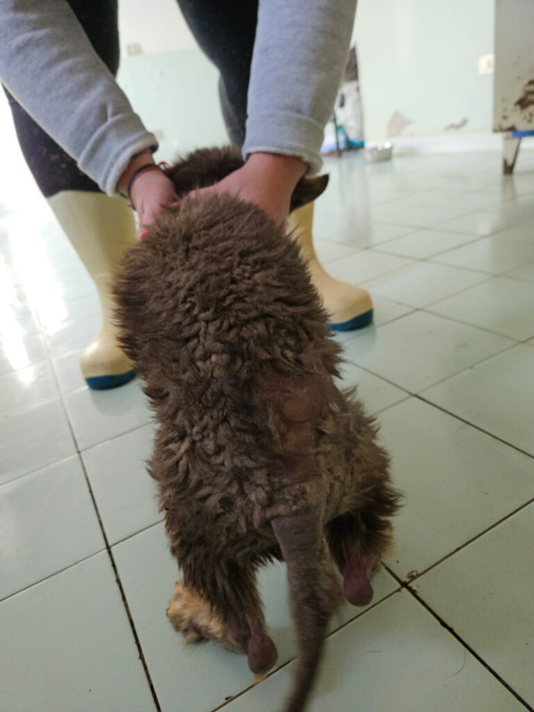 Maltrattamenti cane gabiano
